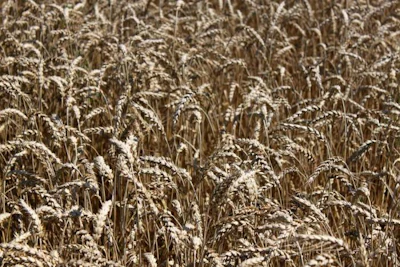 Wheat Ready To Harvest