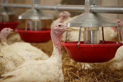 white-turkey-drinking-closeup.jpg