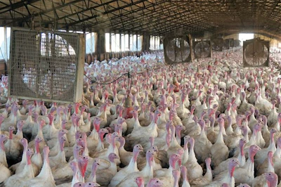 white-turkeys-circulation-fans