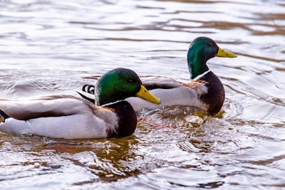 wild-ducks-on-water.jpg