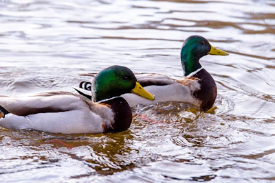 wild-ducks-on-water.jpg