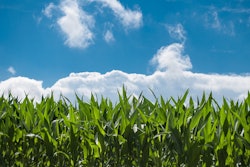Corn Field