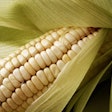 Corn Freeimages1
