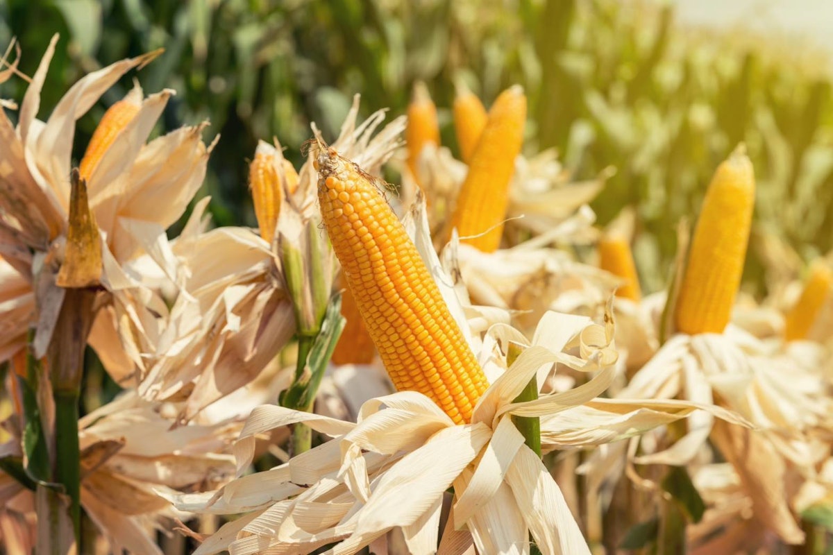 How to use tech to source sustainable corn for animal feed Feed & Grain
