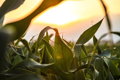 Corn In Field With Sunshine