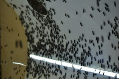 Black Soldier Flies Via Buhler Group