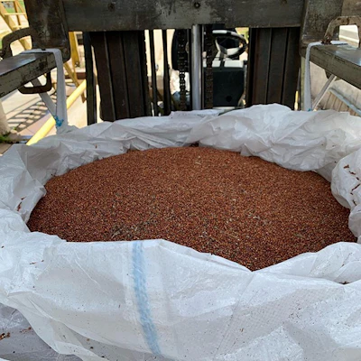 Usgc Sorghum To Kenya 02