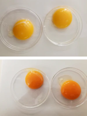 Dark Yolk