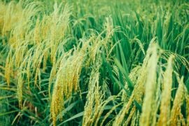 Rice Via Pexels Sergei Akulich July 2021