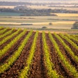 New Corn In Field