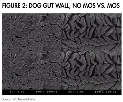 healthy-dog-gut-wall-1601PETgut_fig2.jpg