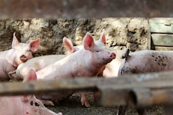 Pigs Via Pexels March 2021 Photo By Saraí Zuno