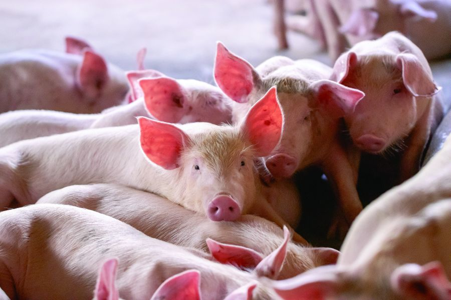 Pigs Swine[1]