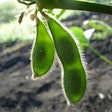 Soybean Plants In Field