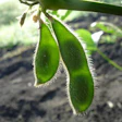 Soybean Plants In Field