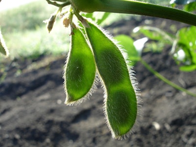 Soybean Plants In Field