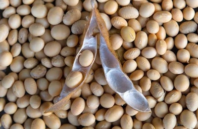 Soybeans P Petro Bigstock