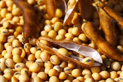 Soybeans In Pods Stepanuch Via Bigstock Jan 2023