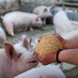 Swine Feed In Hands Smiling Pig
