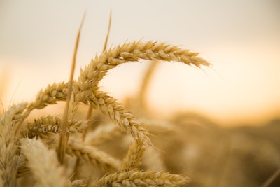Wheat In Field At Dusk
