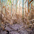 Wheat Stalks In Drought Field