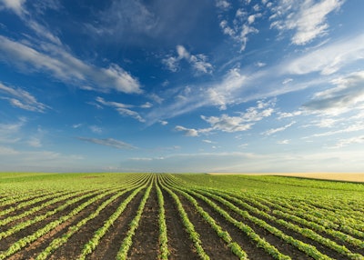 Young Soybean Crops On Sunny Day