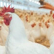 Cargill plans to sell its poultry business in China, according to news reports.
