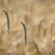 Drooping Wheat In Field Drougt Maria Pop Pexels com