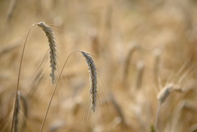 Drooping Wheat In Field Drougt Maria Pop Pexels com
