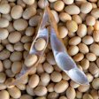 Soybean Via P Petro Bigstock