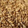Clean Wheat Pile Closeup Pixabay 6 8 23