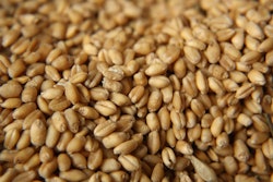 Clean Wheat Pile Closeup Pixabay 6 8 23