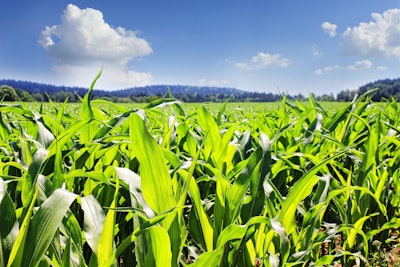Corn Field Blue Sky Greg Montani Pixabay