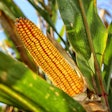 Corn In Field Via Pixabay Dec 2022