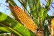 Corn In Field Via Pixabay Dec 2022