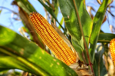 Corn In Field Via Pixabay Dec 2022
