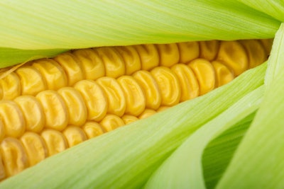 Corn On The Cob