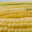 Corn On The Cob Three In A Row