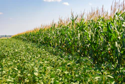 Corn Soybean Field