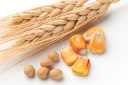 Corn Wheat Soybeans Isolated 1200x900 Svengine I Stock