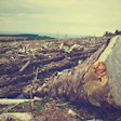 Deforestation Picography Pixabay
