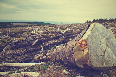 Deforestation Picography Pixabay