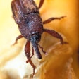 Fg maize Weevil