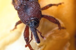 Fg maize Weevil