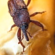 Fg maize Weevil