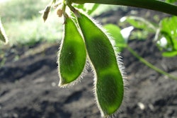Green Soybean Pods In Field Jcesar2015 Pixabay com