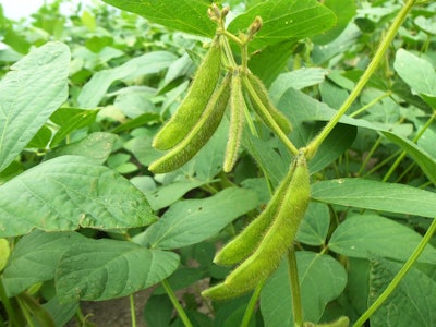 Green Soybeans In Field Jcesar2015 Pixabay