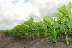 Soybean Plants In A Row In Field Julio César García Pixabay com