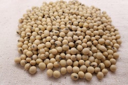 Soybean Seeds In Pile Egroll Pixabay