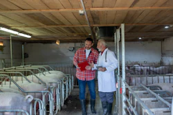 Swine Veterinarian